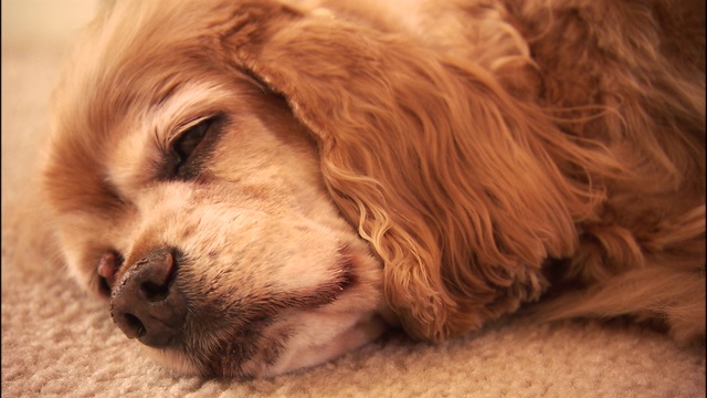 一只鼻子周围长着灰色毛发的可卡犬躺在铺着地毯的地板上。视频素材