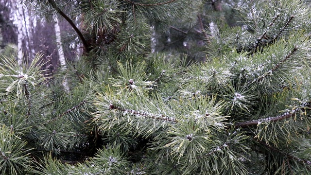 在冬天的森林里，一棵年轻的松树慢慢地覆盖着积雪视频素材