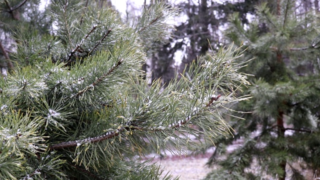 在冬天的森林里，一棵年轻的松树慢慢地覆盖着积雪视频素材