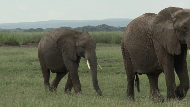 雌性非洲象(Loxodonta africana)与她的幼象散步视频素材