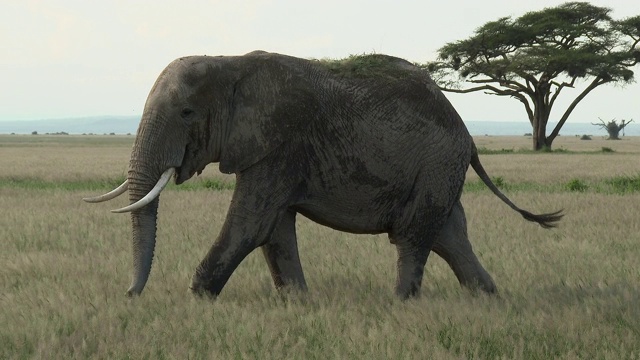 非洲象(Loxodonta africana)行走在平原视频素材