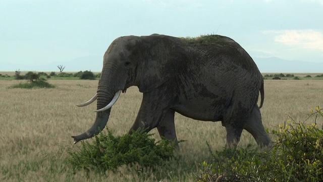 非洲象(Loxodonta africana)行走在平原视频素材