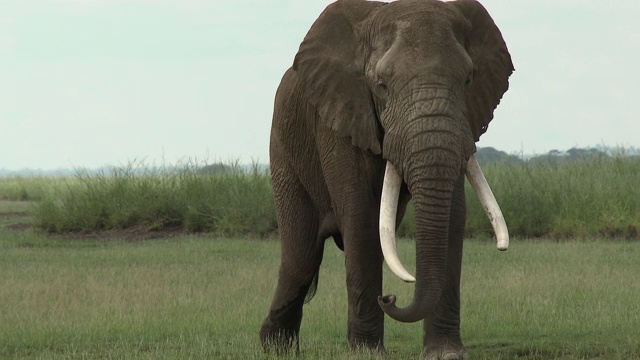 非洲象(Loxodonta africana)公牛漫步视频素材