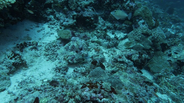 生物多样性珊瑚礁，马尔代夫南部视频素材