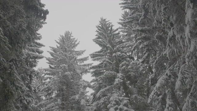 雪树中角拍摄在冬季4K库存视频视频素材