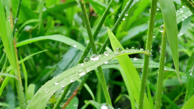 水珠落在绿草上视频素材