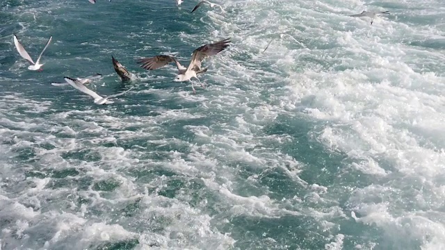 鸟瞰飞翔的海鸥视频素材