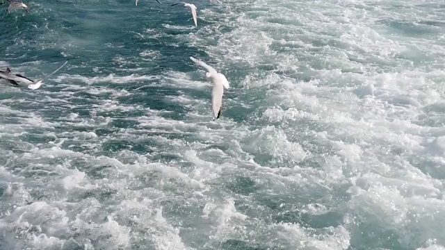 鸟瞰飞翔的海鸥视频素材