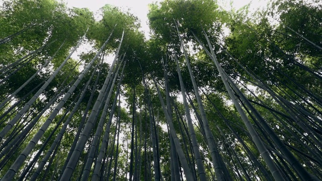 京都竹林视频素材