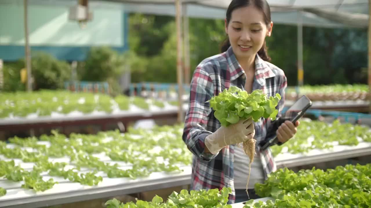 水力农场主人检查她的有机水培蔬菜种植农场视频素材