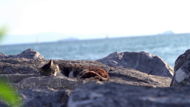 流浪猫睡在岩石上视频素材