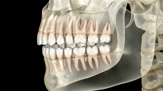 人的头在x光视图。医学精准3D动画视频素材