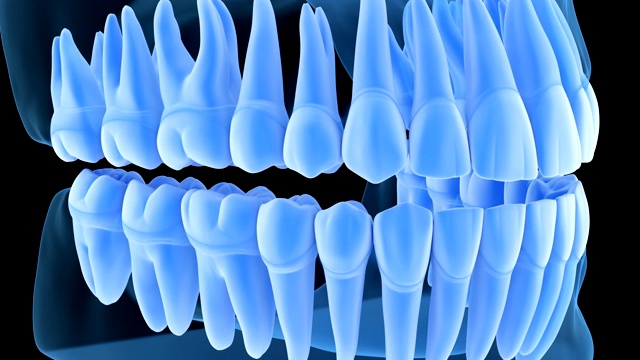 下颌牙龈及牙齿解剖，x光片。医学上准确的牙齿3D动画视频素材