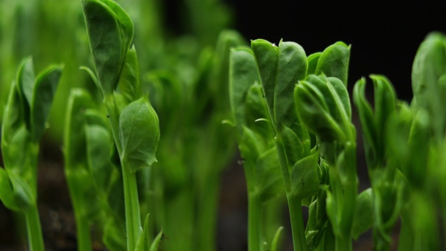 在温室农业中，春播期发芽的新生豌豆植株视频素材