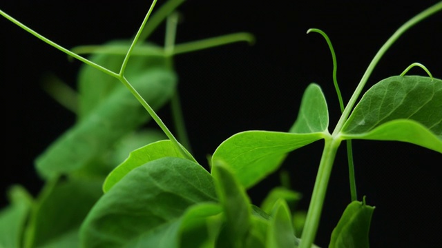 在温室农业中，春播期发芽的新生豌豆植株视频素材