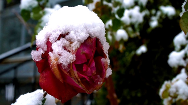 花园雪下的红凋零玫瑰。下雪的一天视频素材