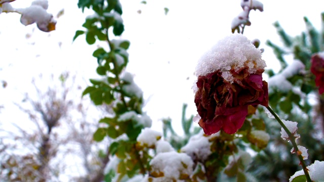 花园雪下的红凋零玫瑰。下雪的一天视频素材