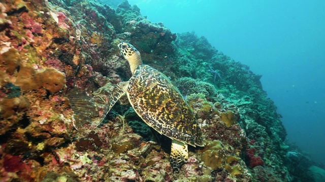 潜水员在水下观看极度濒危的玳瑁海龟(Eretmochelys imbricata)在珊瑚礁上视频素材