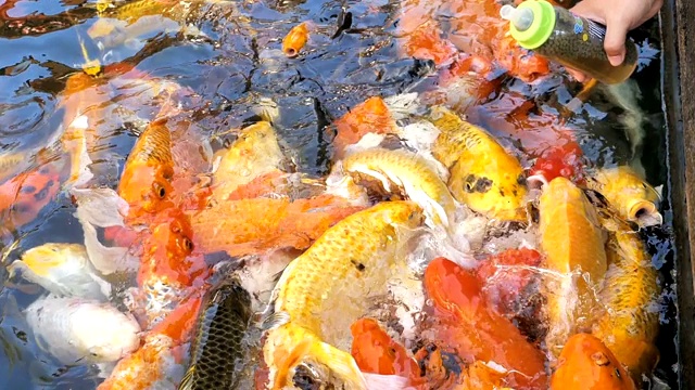 锦鲤在池塘花园中游泳视频素材