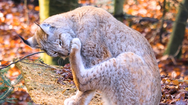 山猫的特写视频素材