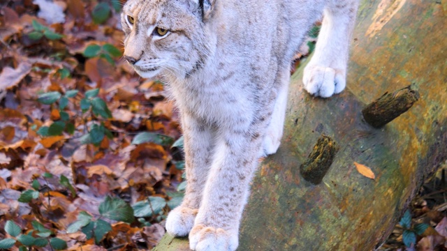 山猫的特写视频素材