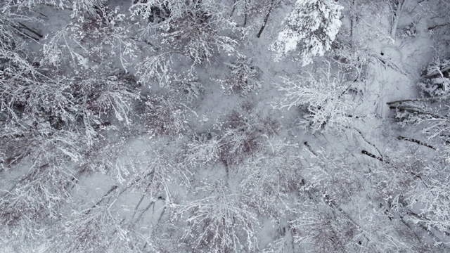 冬季白雪皑皑的森林在白天鸟瞰图视频素材