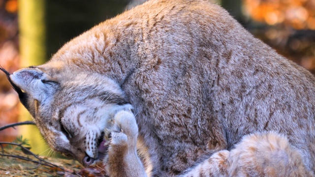 山猫的特写视频素材