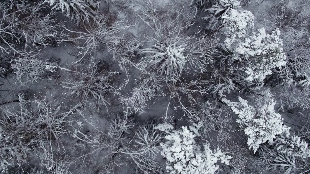 冬季白雪皑皑的森林在白天鸟瞰图视频素材