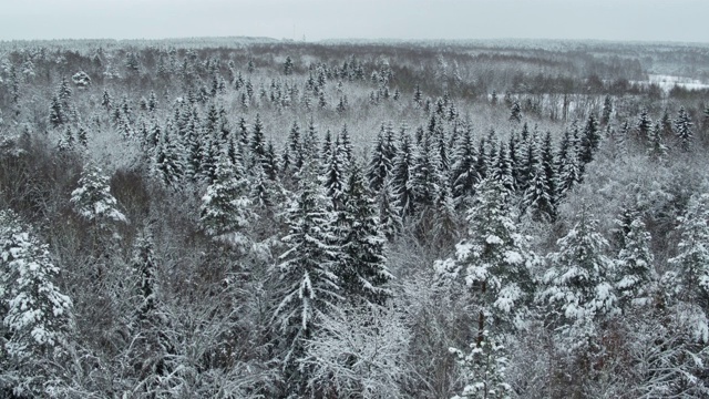 冬季白雪皑皑的森林在白天鸟瞰图视频素材