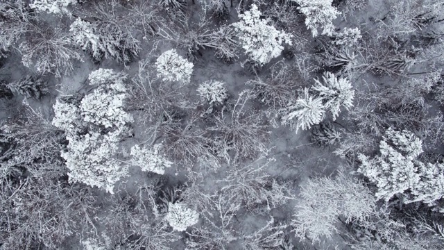 冬季白雪皑皑的森林在白天鸟瞰图视频素材