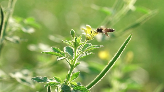 蜜蜂在黄花上吸食花蜜蜜蜂和花慢镜头视频素材