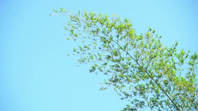 绿叶竹树在风中吹动，树叶在蓝色的背景下，树和蓝天，树枝在风中吹动视频素材