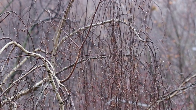 光秃秃的白桦树枝和冬天飘落的雪花视频素材