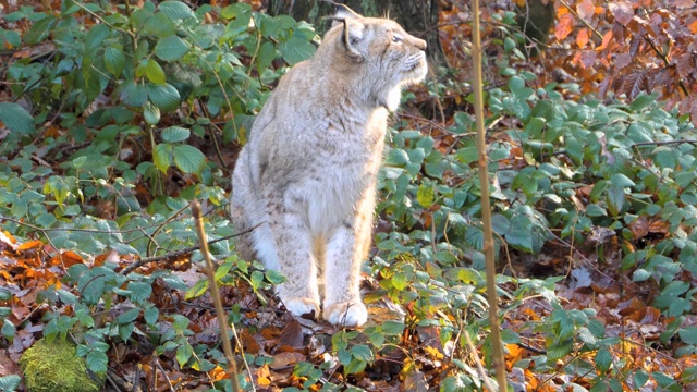 秋日阳光明媚，山猫在树林里。视频素材