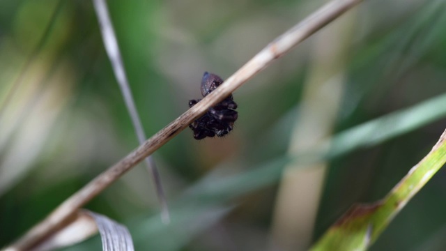 小跳蜘蛛在草地上爬行视频素材