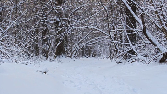 森林里下雪了。冬季公园的沙漠小径。雪花成薄片飘落。冬天视频下载