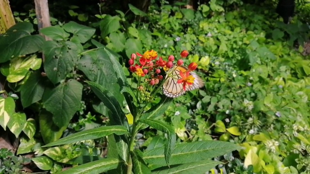 蝴蝶视频素材