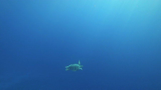 绿海龟(Chelonia mydas)早上在海里游泳。视频素材