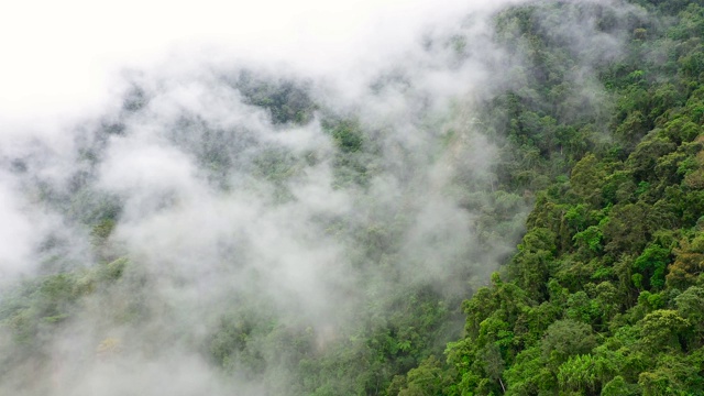 山峰上布满了雨林和云雾。热带气候中的雨云视频素材