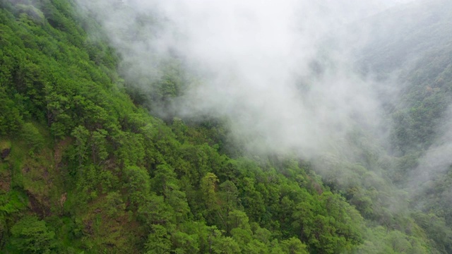 山峰上布满了雨林和云雾。热带气候中的雨云视频素材