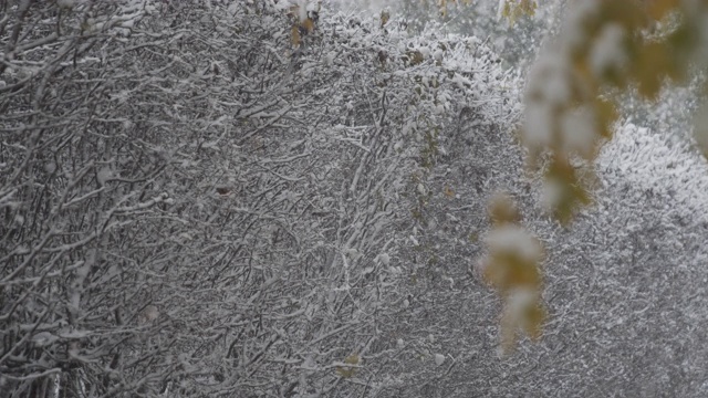 大雪对树篱行-近视频素材