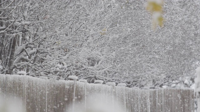 大雪对树篱行-中等射击视频素材