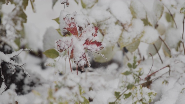 大雪压垮了工厂视频素材