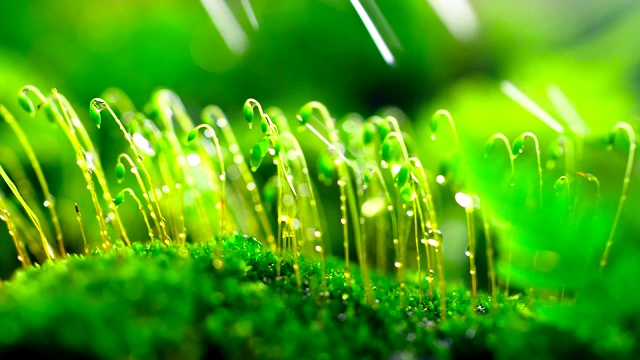 雨中的苔藓特写视频素材