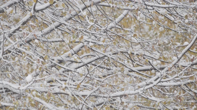 大雪在树枝前吹视频素材