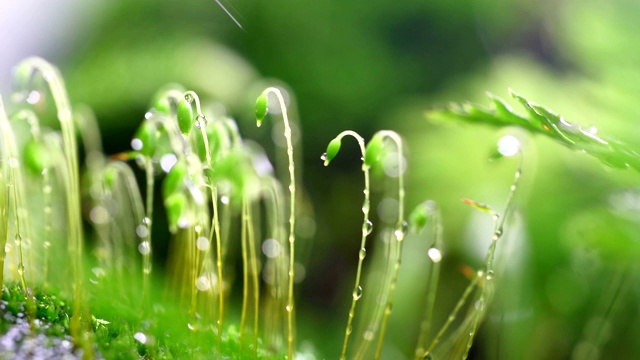 苔藓特写视频素材