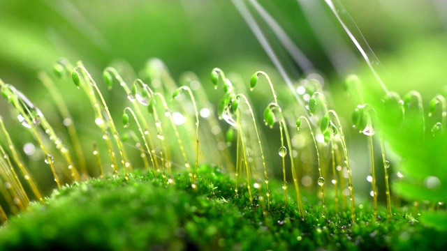 雨中的苔藓特写视频素材