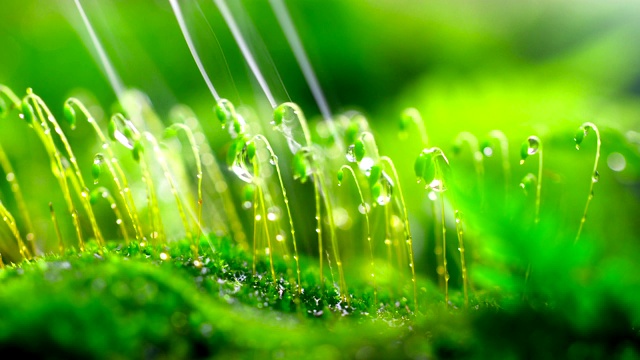 雨中的苔藓特写视频素材