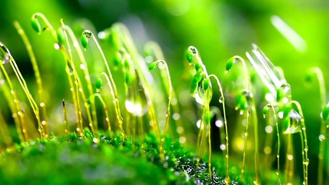 雨中的苔藓特写视频素材