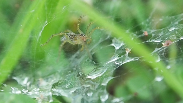 露珠蜘蛛网的特写慢动作视频素材